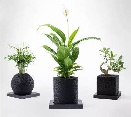 怎么除甲醛靠得牢？竹炭、植物成***“騙局”