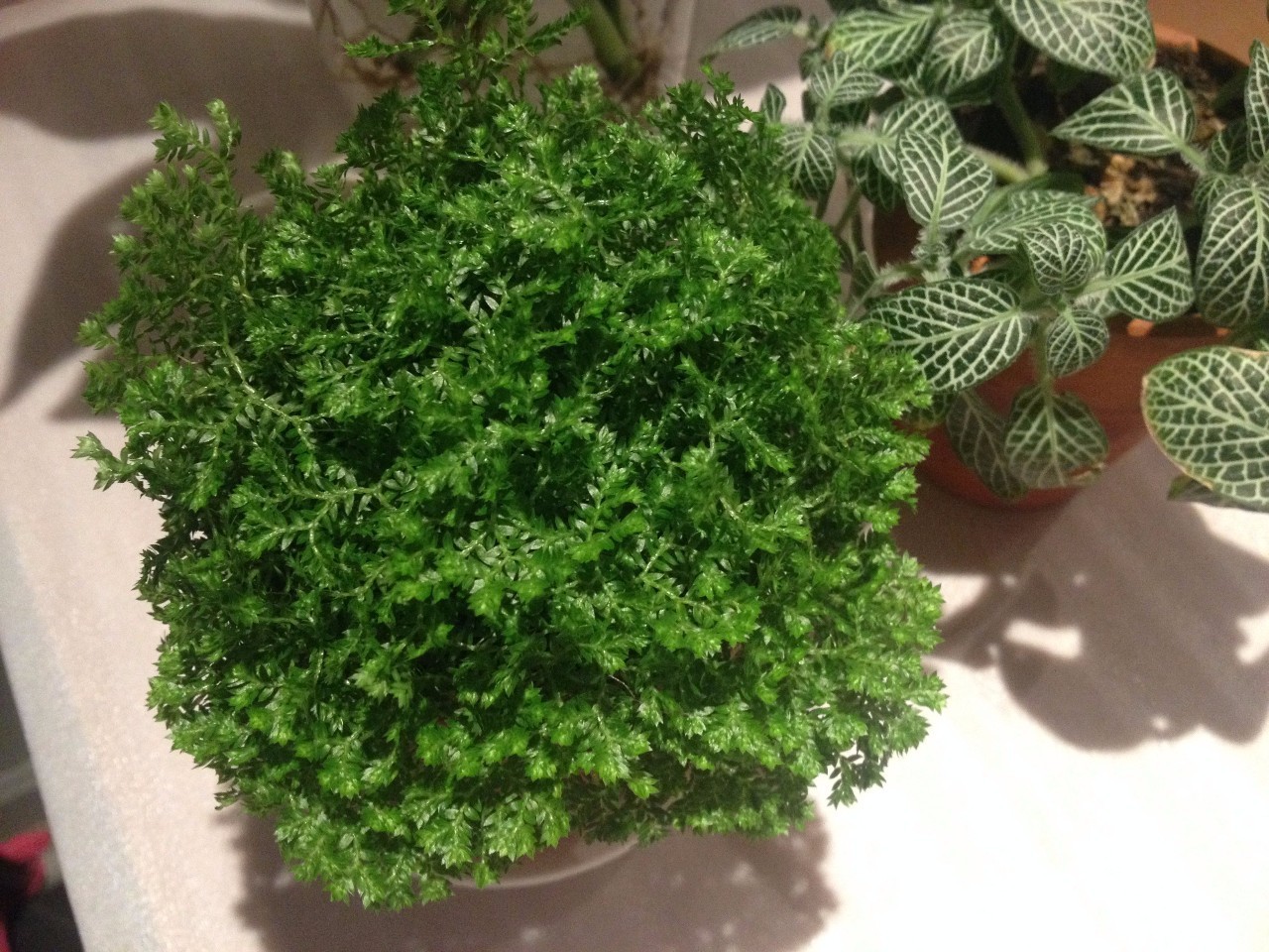 怎么除甲醛靠得牢？竹炭、植物成***“騙局”