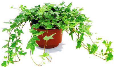 記住這四條規(guī)則，巧用植物甲醛治理！