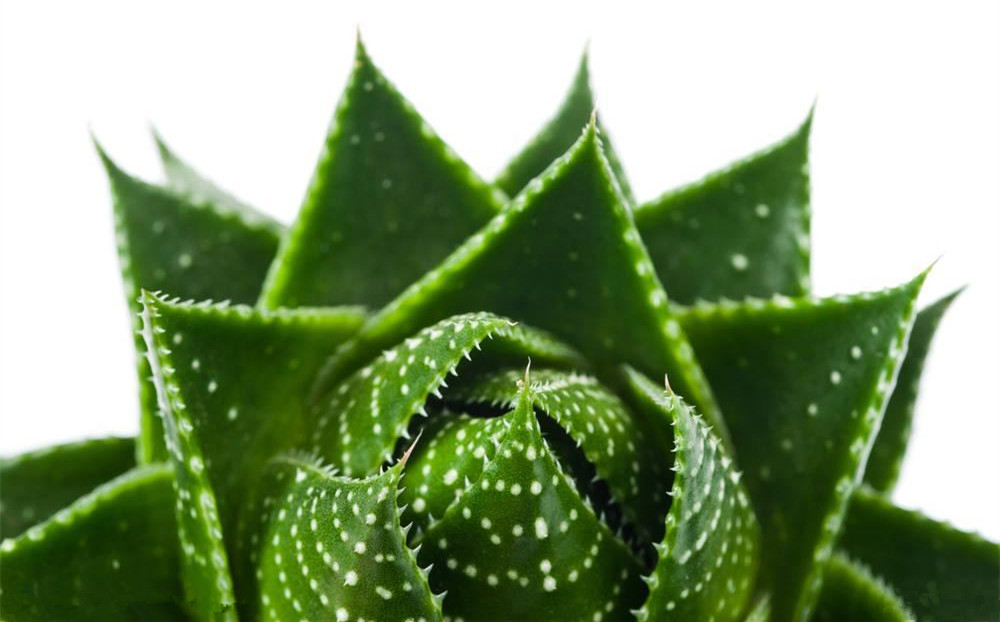 記住這四條規(guī)則，巧用植物甲醛治理！