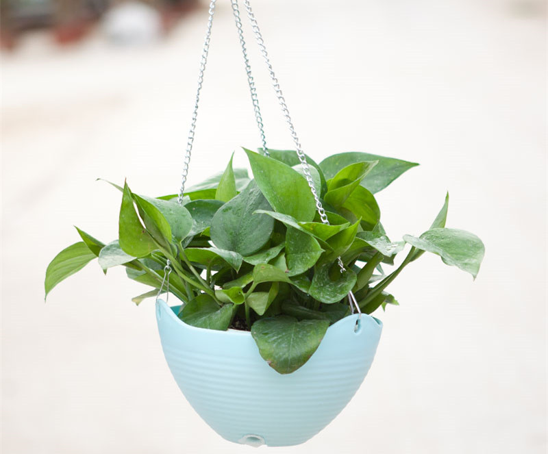 記住這四條規(guī)則，巧用植物甲醛治理！