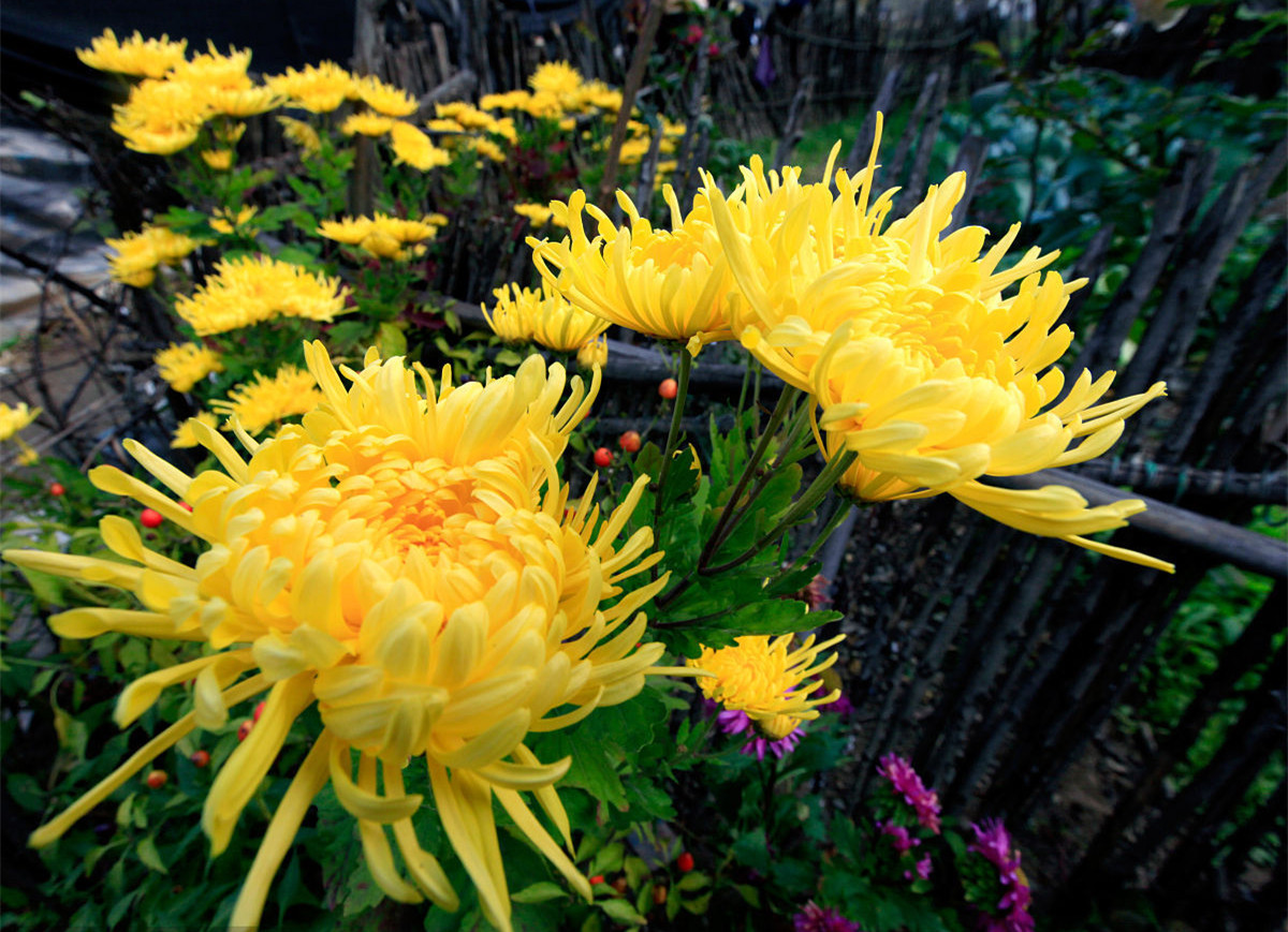 記住這四條規(guī)則，巧用植物甲醛治理！