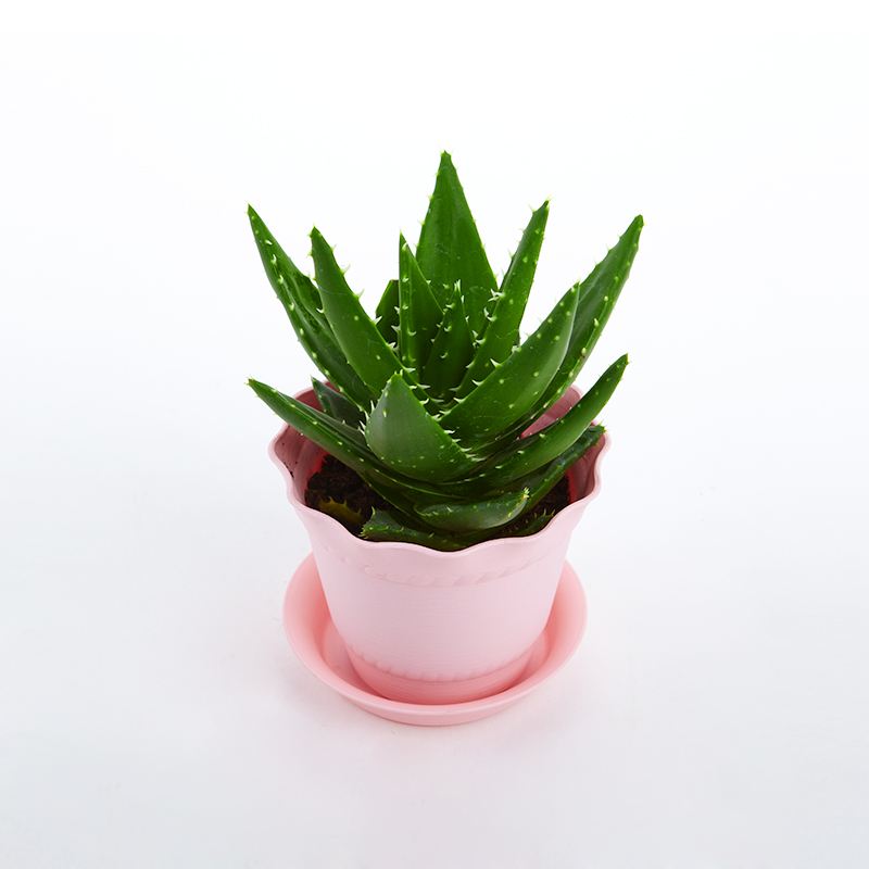 去除房間甲醛的植物有哪些？