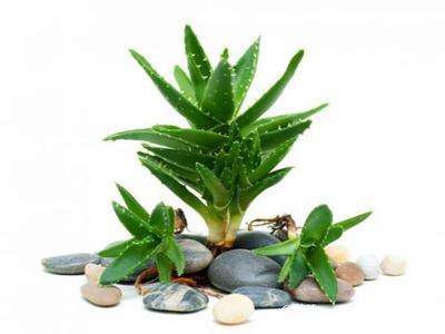 去除房間甲醛的植物有哪些？