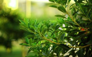 杭州空氣檢測公司最不推薦的除甲醛方法！