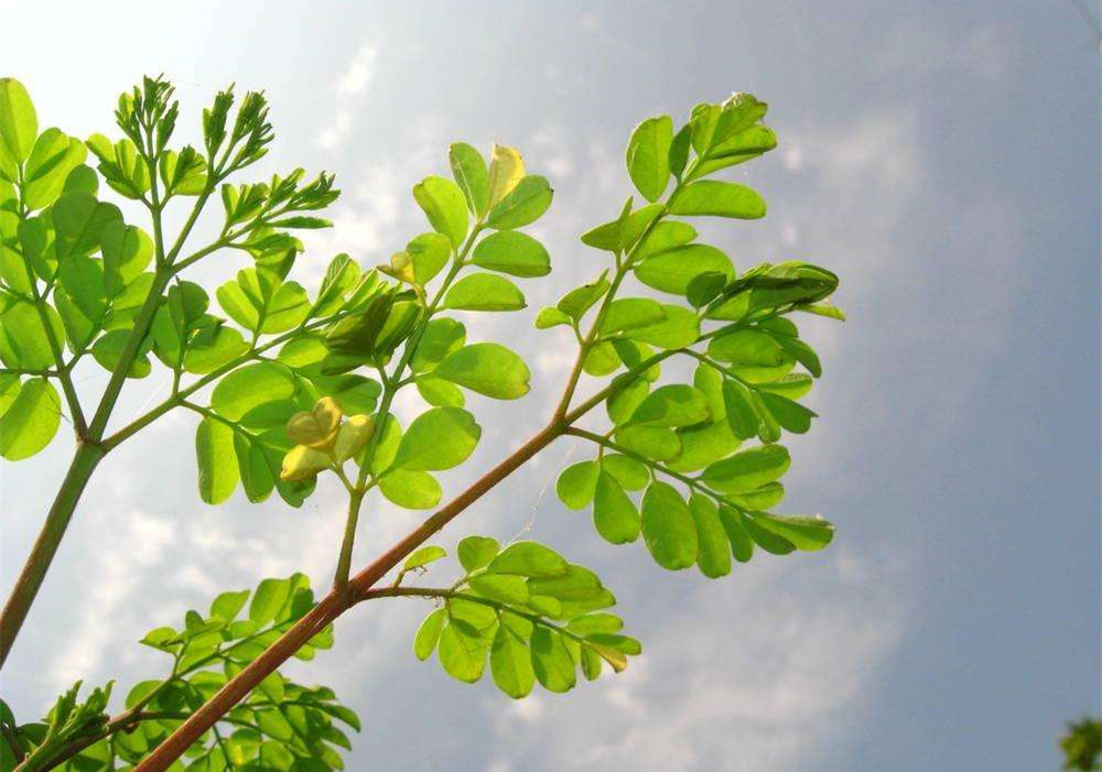 除甲醛的植物有哪些？為了家人趕緊來看看（值得收藏）！