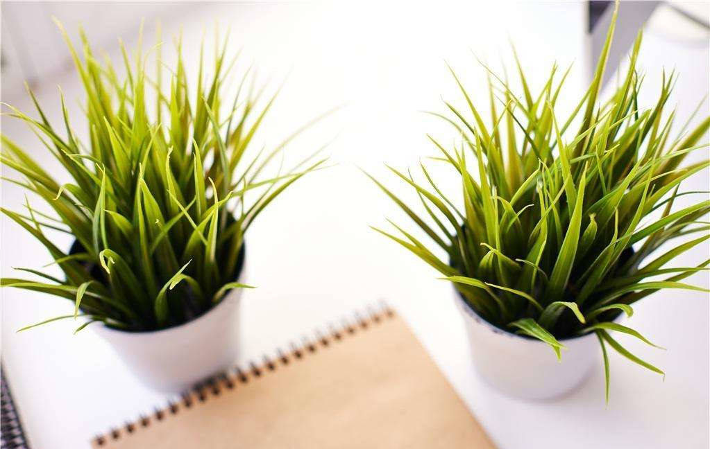 植物能治理甲醛嗎？科學(xué)使用植物很重要