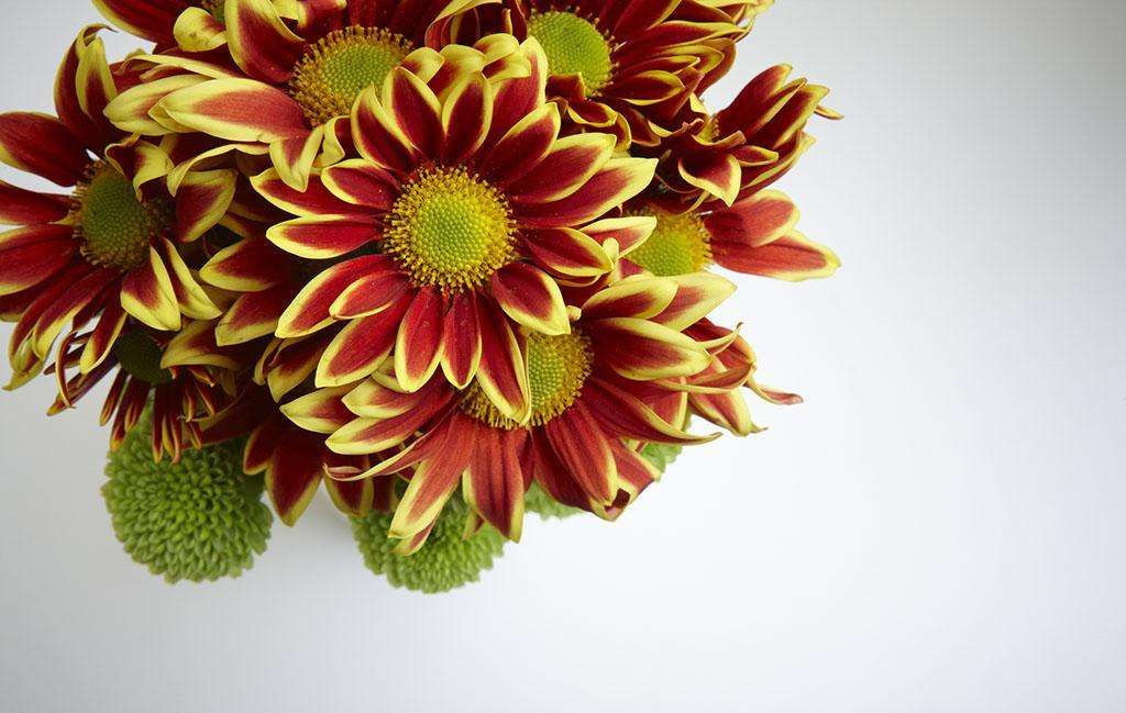 植物可以去甲醛嗎？甲醛治理原理是什么