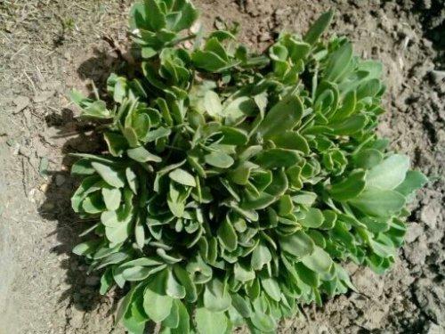 哪些植物可以除甲醛，本事***呢？