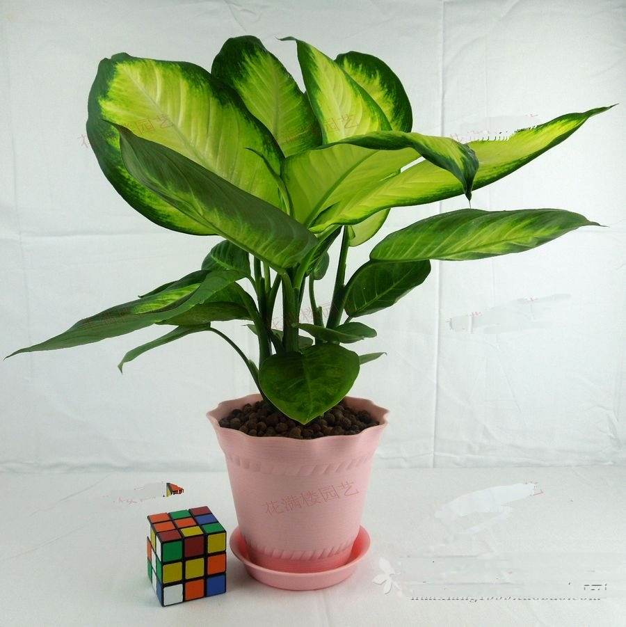 哪些植物可以除甲醛，本事***呢？