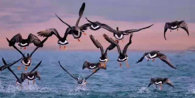 環(huán)境空氣會(huì)影響到遷徙的鳥(niǎo)類嗎 環(huán)境空氣會(huì)影響到遷徙的鳥(niǎo)類嗎