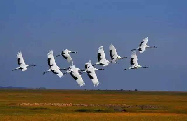 環(huán)境空氣會(huì)影響到遷徙的鳥(niǎo)類嗎 環(huán)境空氣會(huì)影響到遷徙的鳥(niǎo)類嗎