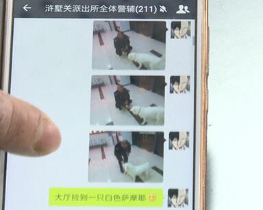 有問題找警察，薩摩耶派出所報案，不注意這件事，對狗狗致命，警察蜀黍卻幫不上忙！