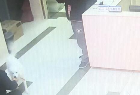 有問題找警察，薩摩耶派出所報案，不注意這件事，對狗狗致命，警察蜀黍卻幫不上忙！