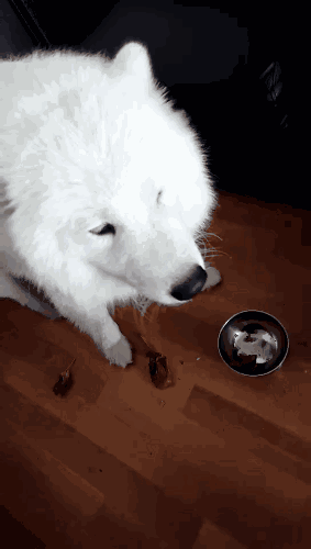 有問題找警察，薩摩耶派出所報案，不注意這件事，對狗狗致命，警察蜀黍卻幫不上忙！