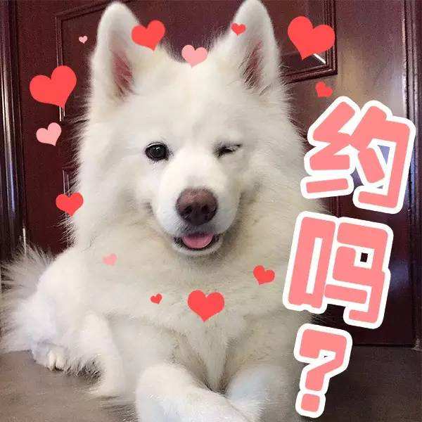 有問題找警察，薩摩耶派出所報案，不注意這件事，對狗狗致命，警察蜀黍卻幫不上忙！