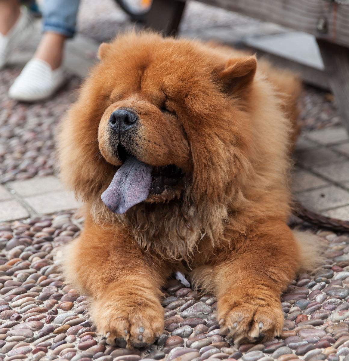 有問題找警察，薩摩耶派出所報案，不注意這件事，對狗狗致命，警察蜀黍卻幫不上忙！