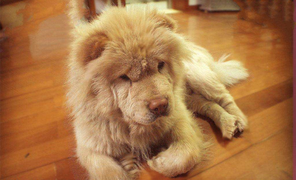 有問題找警察，薩摩耶派出所報案，不注意這件事，對狗狗致命，警察蜀黍卻幫不上忙！