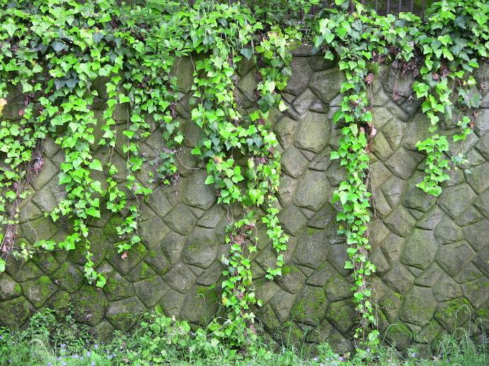 綠色植物大作戰(zhàn)，顏值***的凈化空氣方法