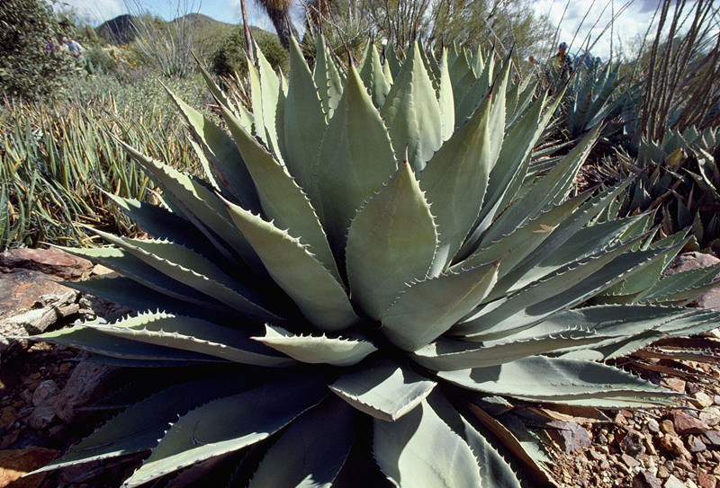 綠色植物大作戰(zhàn)，顏值***的凈化空氣方法