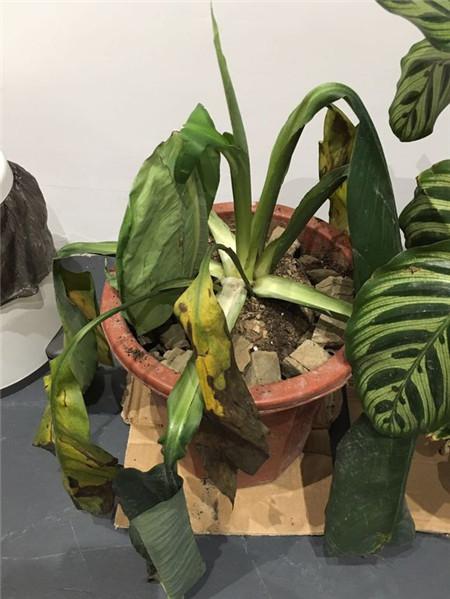 那些年，令我們哭笑不得的除甲醛經(jīng)歷……