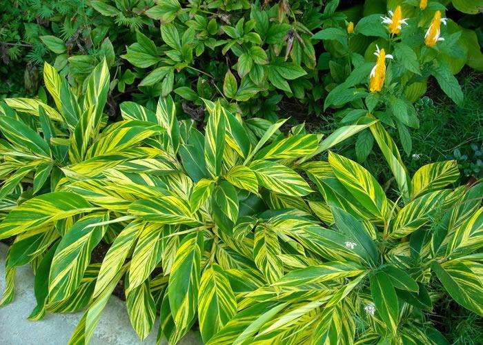 新房除甲醛，您一定不會(huì)失手！