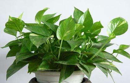 什么植物可以凈化空氣？