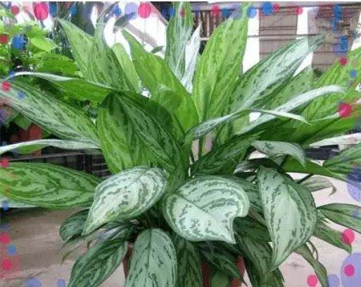 什么植物可以凈化空氣？