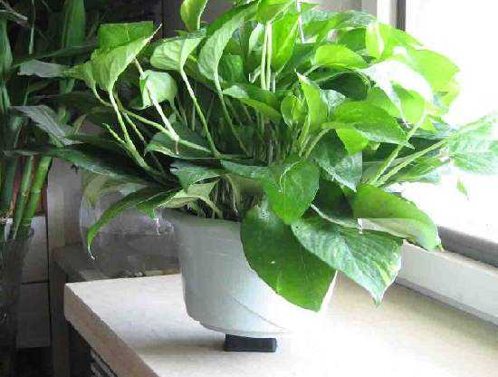 去除甲醛的***方法到底是什么？