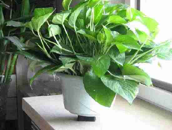 怎么除甲醛可以又快又有效？