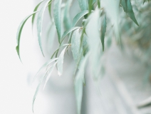 清明 | 安然一生，歲月清明