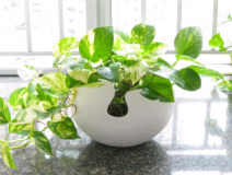 除甲醛，刻不容緩，專家教你如何除甲醛最有效