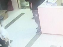 有問題找警察，薩摩耶派出所報案，不注意這件事，對狗狗致命，警察蜀黍卻幫不上忙！