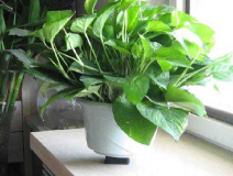 這些真的是除甲醛最有效的方法嗎？