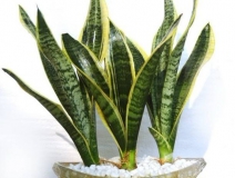 浙江甲醛多少年能釋放完，如降低甲醛濃度？