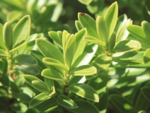 用這五個(gè)辦法進(jìn)行去除房間甲醛，入住后，絕不后悔！