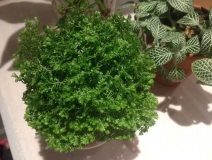 這幾種植物擺家中，空氣清新一整年！