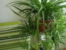 除甲醛，竹炭綠植不給力