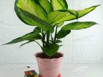 哪些植物可以除甲醛，本事最大呢？