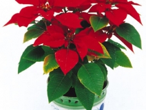 甲醛治理是找除甲醛公司還是自己做好？