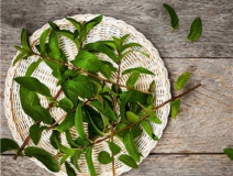 植物可以去甲醛嗎？甲醛治理原理是什么