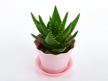 去除房間甲醛的植物有哪些？