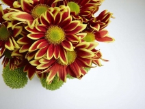 除甲醛的植物有哪些？為了家人趕緊來看看（值得收藏）！