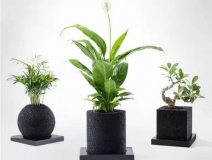 怎么甲醛治理靠得牢？竹炭、植物成最大“騙局”