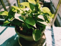 植物能治理甲醛嗎？科學使用植物很重要