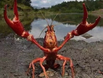 十三香、麻辣、清蒸、冰鎮(zhèn)小龍蝦，我卻吃到了甲醛“毒”龍蝦！