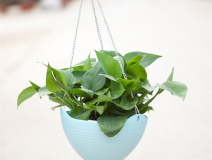 記住這四條規(guī)則，巧用植物甲醛治理！