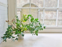 長春藤可吸收甲醛，蘆薈在晚上可吸收二氧化碳進行治理