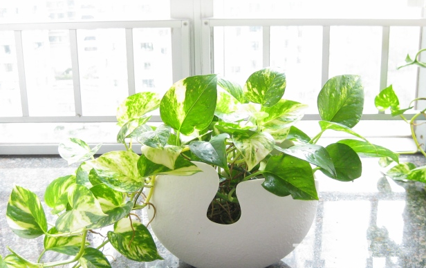 別大意！七大除甲醛“誤區(qū)”，信了你反而會(huì)生?。⊥L(fēng)、綠植、活性炭、熏蒸……你中招了嗎？