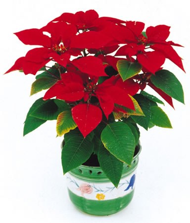 甲醛治理是找除甲醛公司還是自己做好？